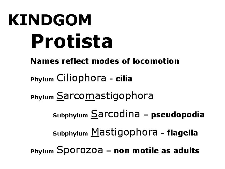 KINDGOM Protista Names reflect modes of locomotion Phylum Ciliophora - cilia Phylum Sarcomastigophora Subphylum