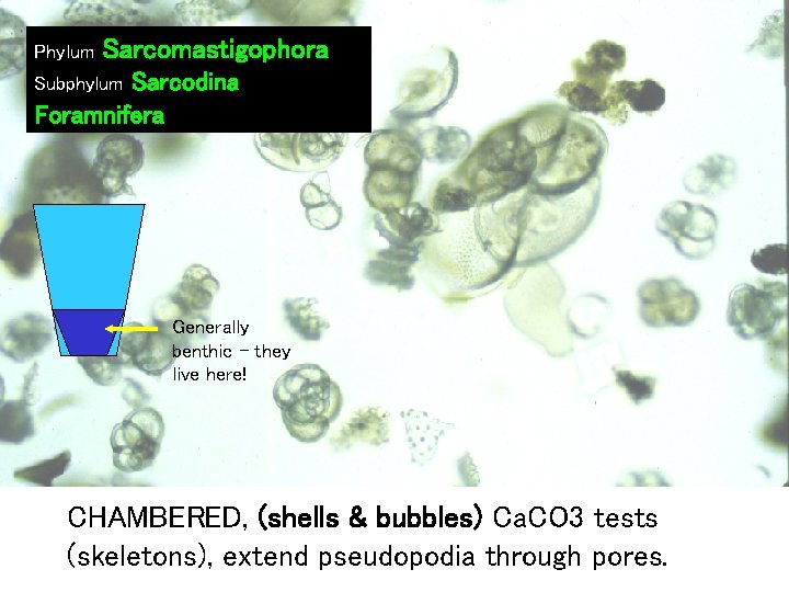 Phylum Sarcomastigophora Sarcodina Foramnifera Subphylum Generally benthic – they live here! CHAMBERED, (shells &