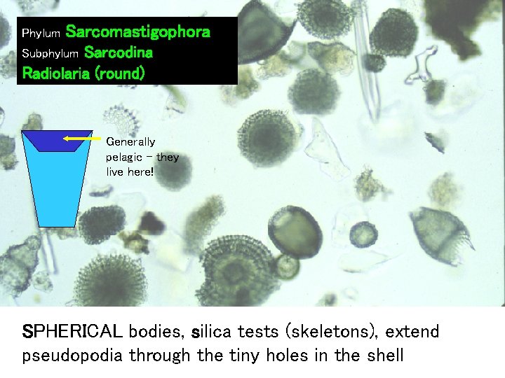Phylum Sarcomastigophora Sarcodina Radiolaria (round) Subphylum Generally pelagic – they live here! SPHERICAL bodies,