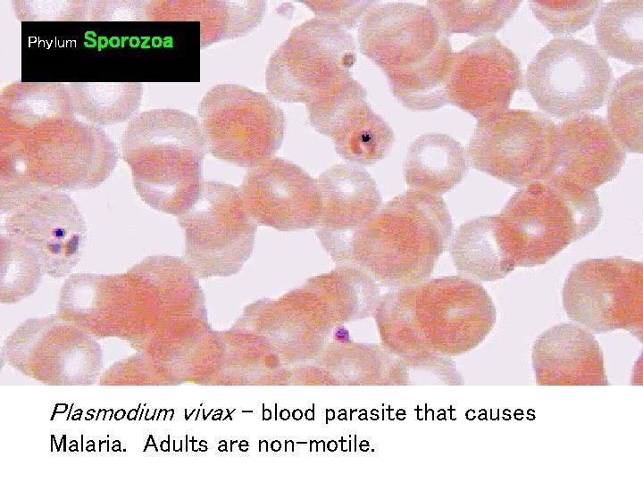 Phylum Sporozoa Plasmodium vivax - blood parasite that causes Malaria. Adults are non-motile. 