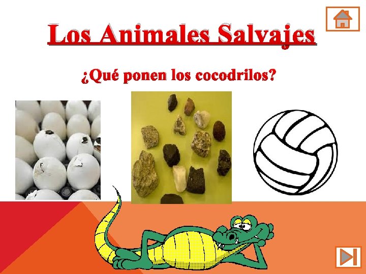 Los Animales Salvajes ¿Qué ponen los cocodrilos? 