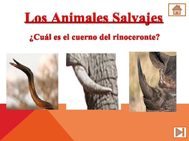 Los Animales Salvajes ¿Cuál es el cuerno del rinoceronte? 