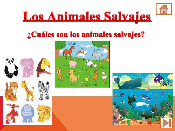 Los Animales Salvajes ¿Cuáles son los animales salvajes? 