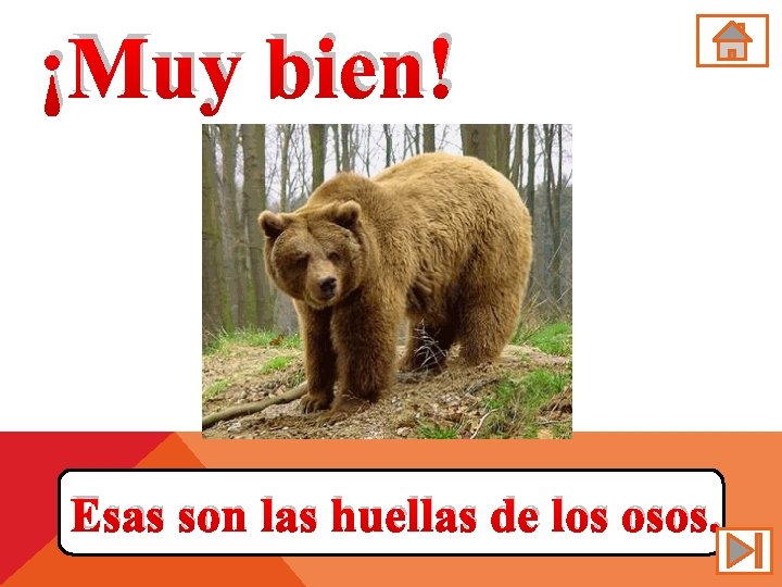 ¡Muy bien! Esas son las huellas de los osos. 