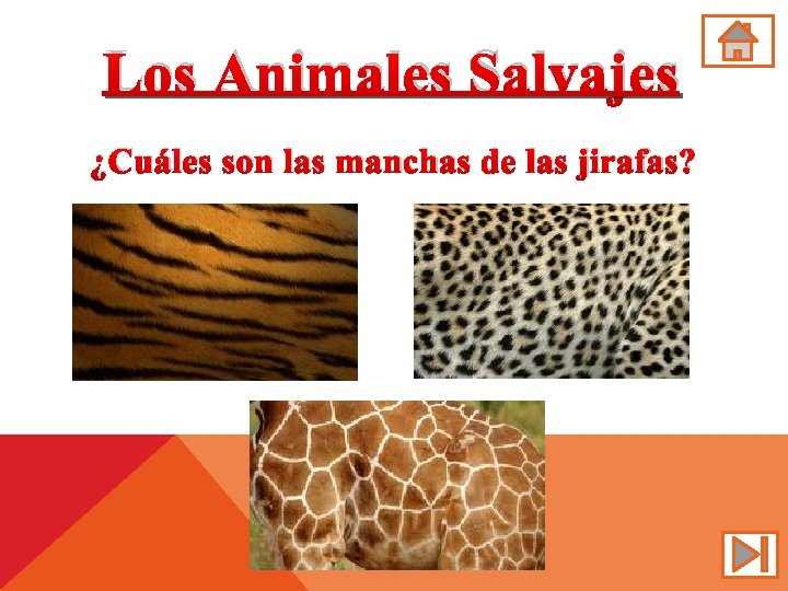Los Animales Salvajes ¿Cuáles son las manchas de las jirafas? 