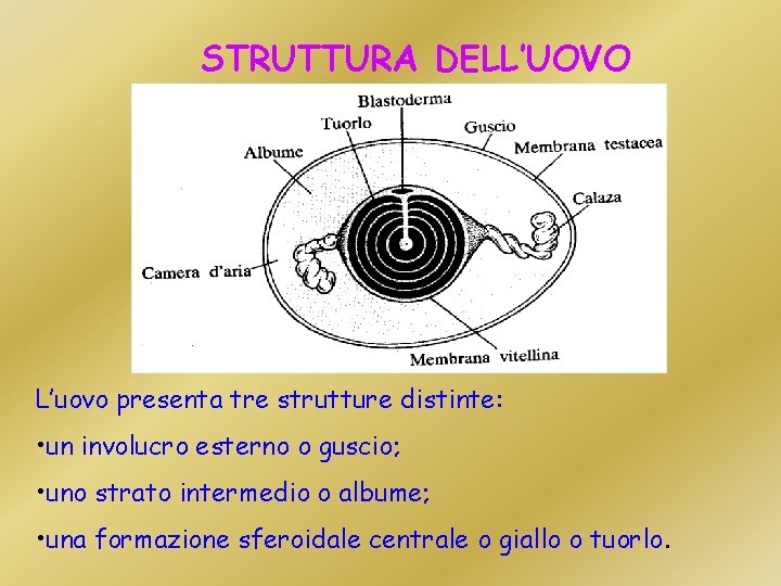 STRUTTURA DELL’UOVO L’uovo presenta tre strutture distinte: • un involucro esterno o guscio; •