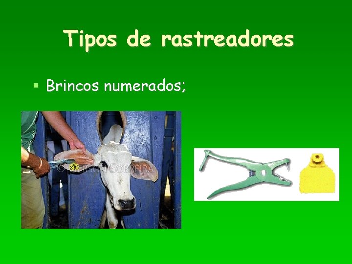 Tipos de rastreadores Brincos numerados; 