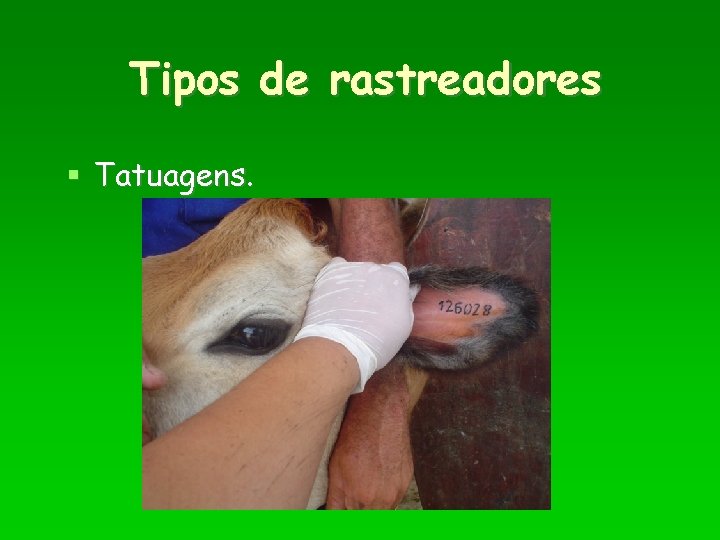 Tipos de rastreadores Tatuagens. 