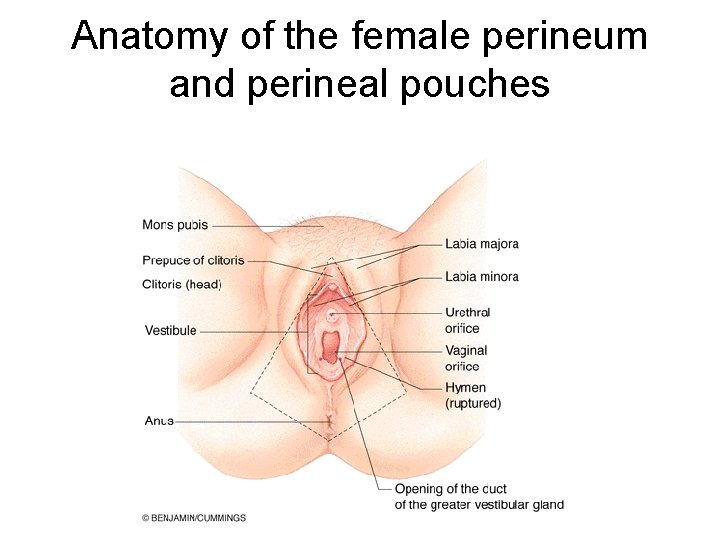 Anatomy of the female perineum and perineal pouches Anatomy of the female perineum and perineal pouches