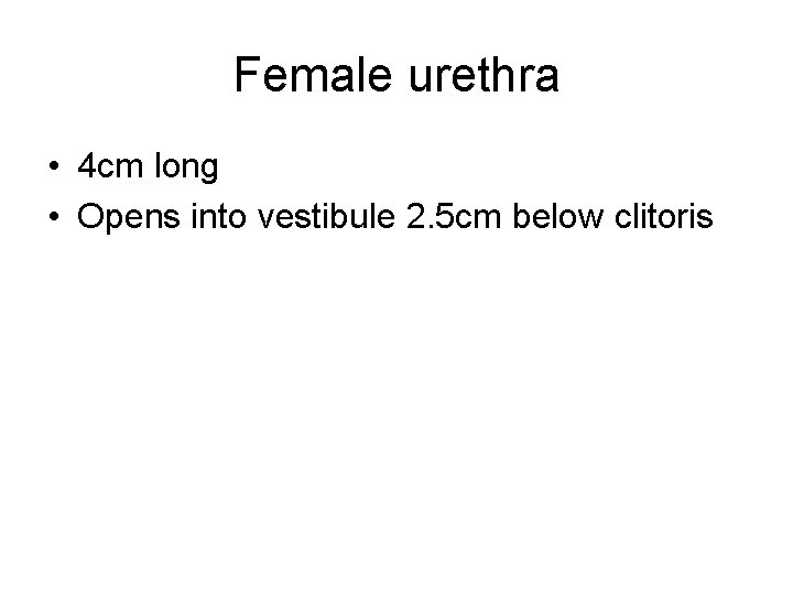 Female urethra • 4 cm long • Opens into vestibule 2. 5 cm below Female urethra • 4 cm long • Opens into vestibule 2. 5 cm below