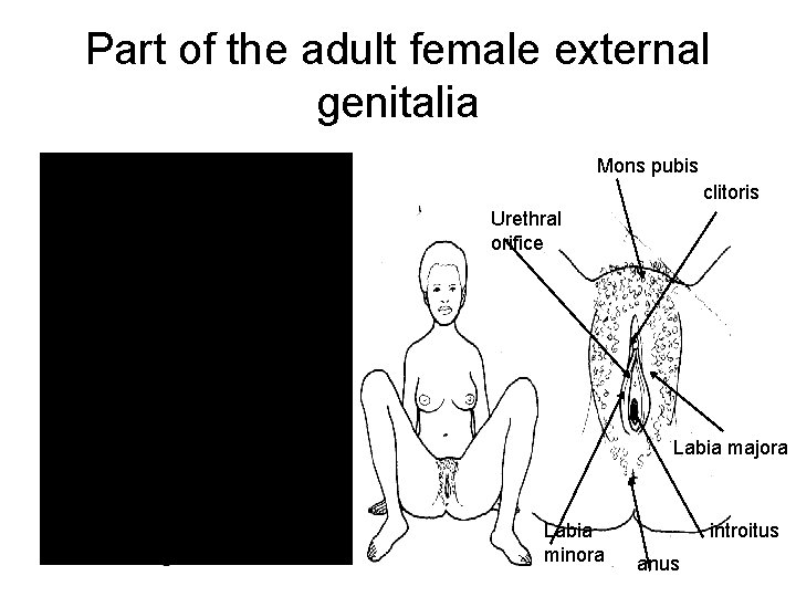 Part of the adult female external genitalia Mons pubis clitoris Urethral orifice Labia majora Part of the adult female external genitalia Mons pubis clitoris Urethral orifice Labia majora