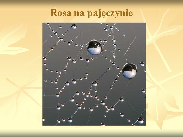 Rosa na pajęczynie 