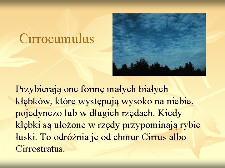 Cirrocumulus Przybierają one formę małych białych kłębków, które występują wysoko na niebie, pojedynczo lub