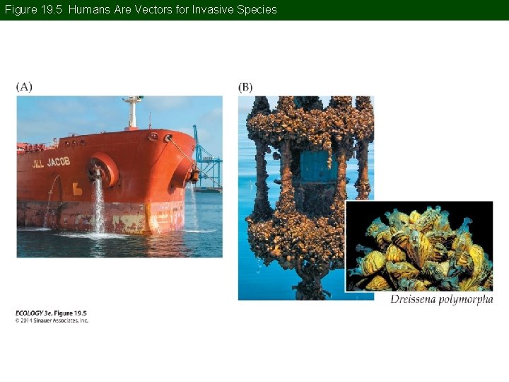 Figure 19. 5 Humans Are Vectors for Invasive Species 