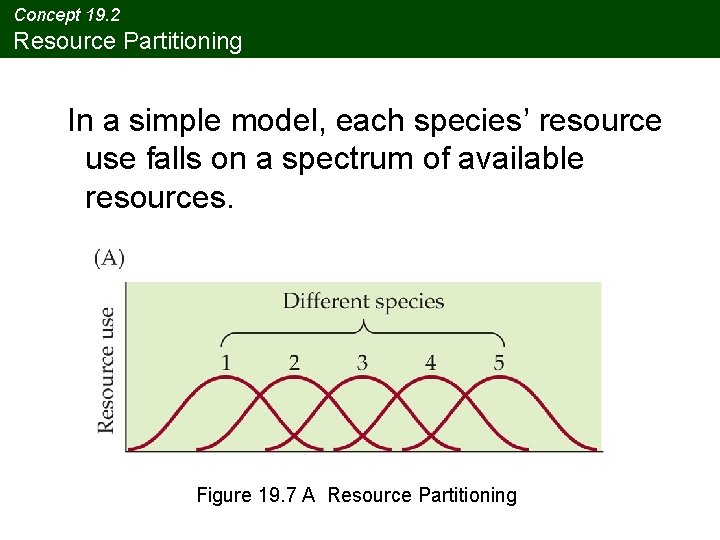 Concept 19. 2 Resource Partitioning In a simple model, each species’ resource use falls