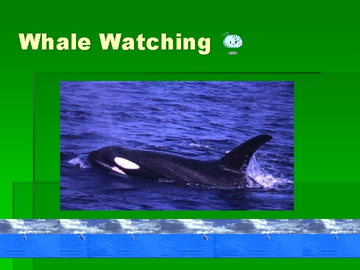 Whale Watching 