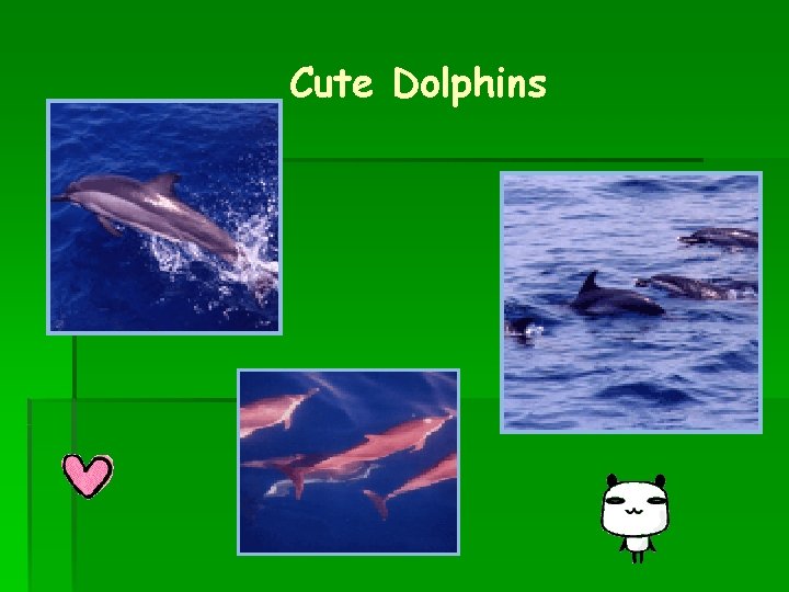 Cute Dolphins 