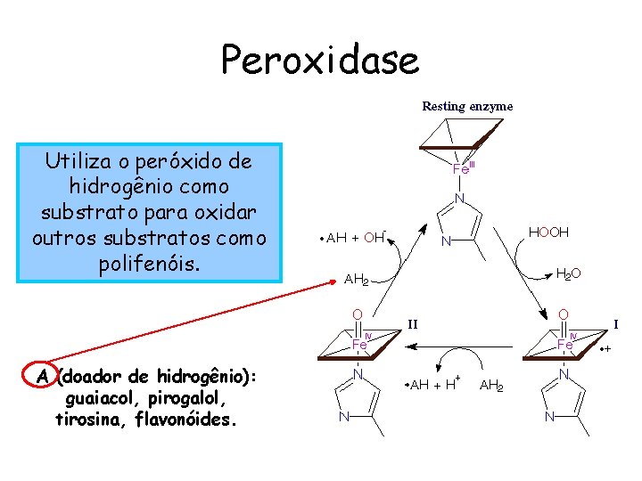 Peroxidase Utiliza o peróxido de hidrogênio como substrato para oxidar outros substratos como polifenóis.