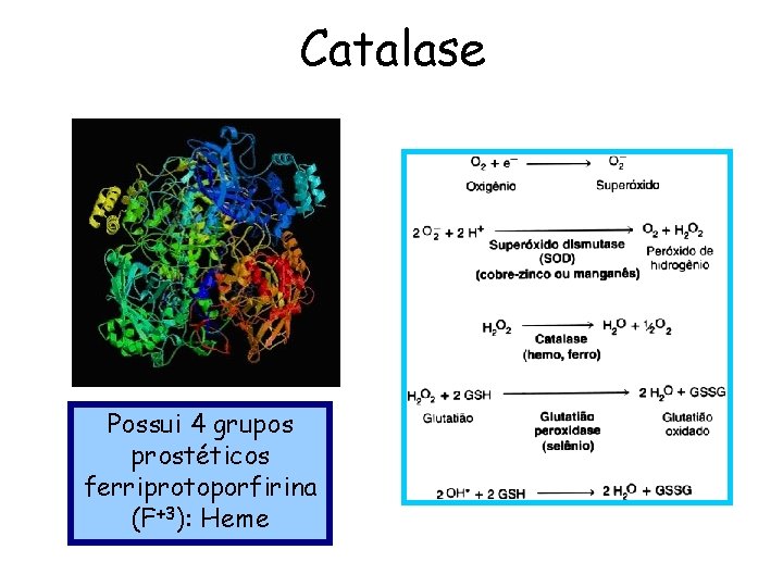 Catalase Possui 4 grupos prostéticos ferriprotoporfirina (F+3): Heme 