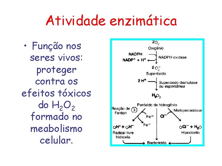 Atividade enzimática • Função nos seres vivos: proteger contra os efeitos tóxicos do H