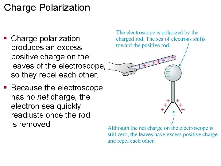 Charge Polarization § Charge polarization produces an excess positive charge on the leaves of