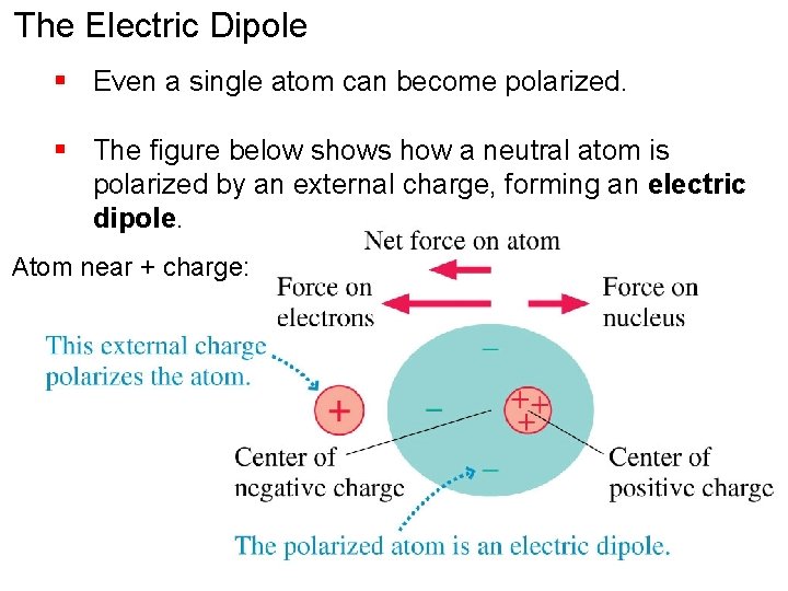 The Electric Dipole § Even a single atom can become polarized. § The figure