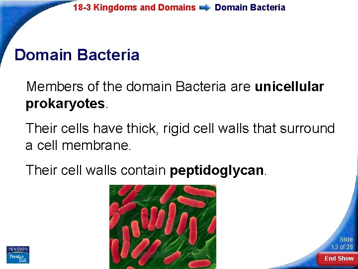 18 -3 Kingdoms and Domains Domain Bacteria Members of the domain Bacteria are unicellular