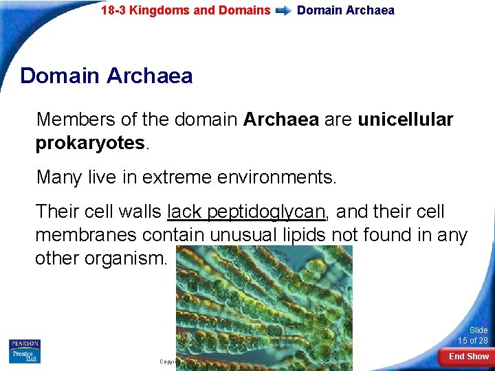 18 -3 Kingdoms and Domains Domain Archaea Members of the domain Archaea are unicellular