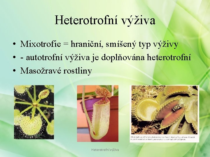 Heterotrofní výživa • Mixotrofie = hraniční, smíšený typ výživy • - autotrofní výživa je