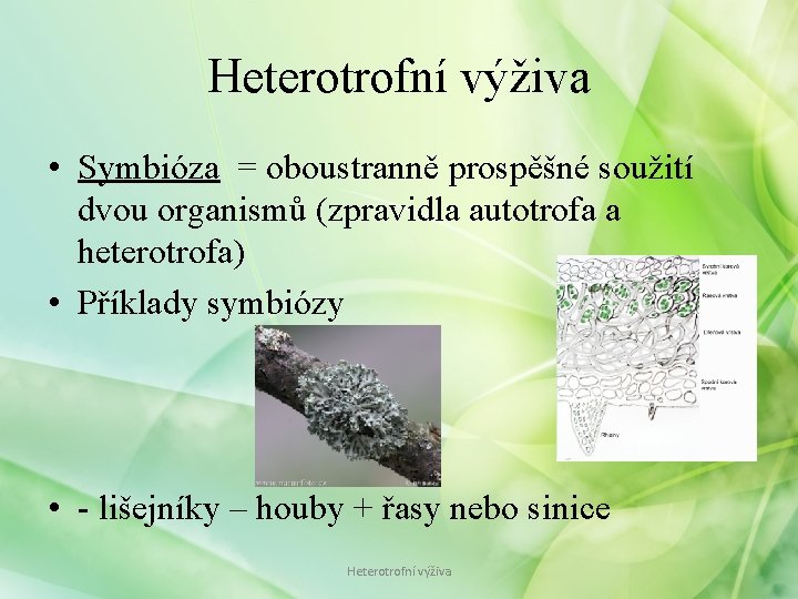 Heterotrofní výživa • Symbióza = oboustranně prospěšné soužití dvou organismů (zpravidla autotrofa a heterotrofa)