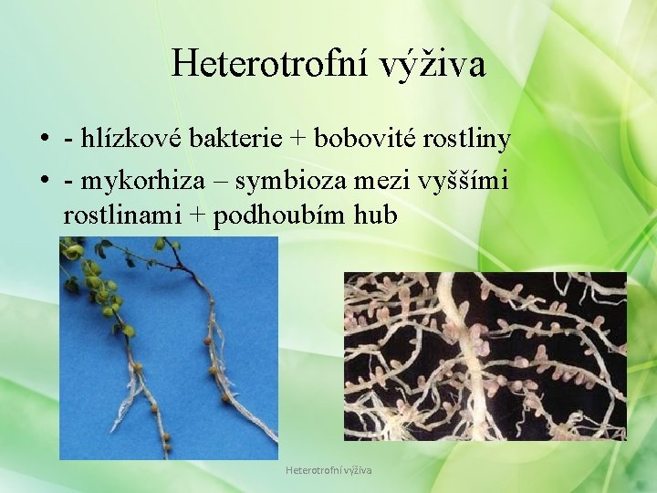 Heterotrofní výživa • - hlízkové bakterie + bobovité rostliny • - mykorhiza – symbioza