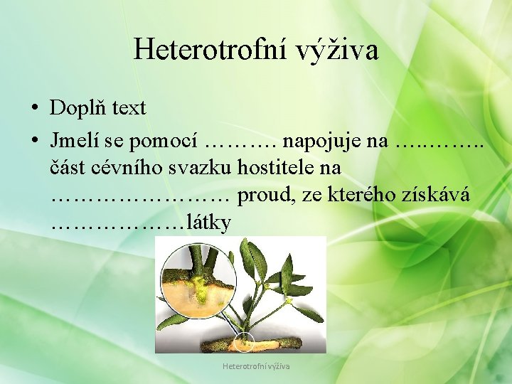 Heterotrofní výživa • Doplň text • Jmelí se pomocí ………. napojuje na …. .