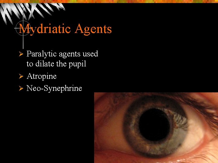 Mydriatic Agents Paralytic agents used to dilate the pupil Ø Atropine Ø Neo-Synephrine Ø