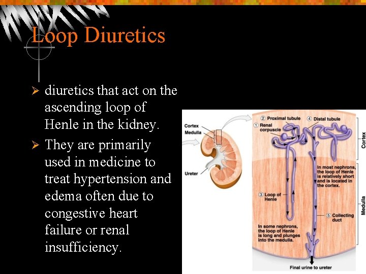 Loop Diuretics diuretics that act on the ascending loop of Henle in the kidney.