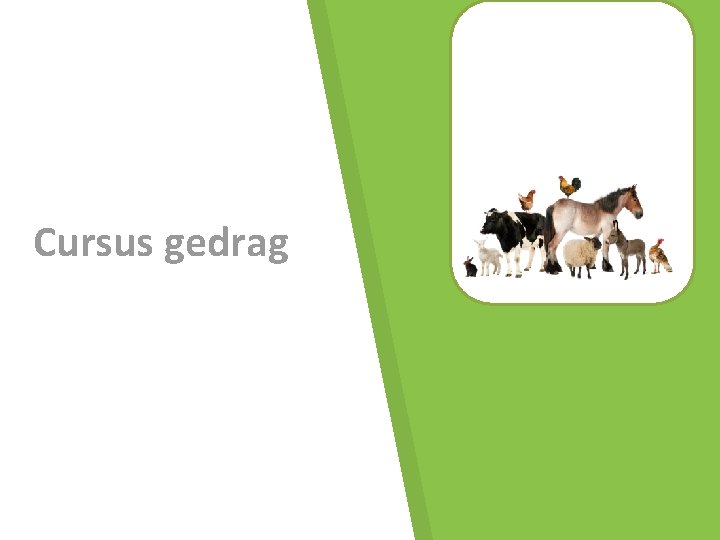 Cursus gedrag 