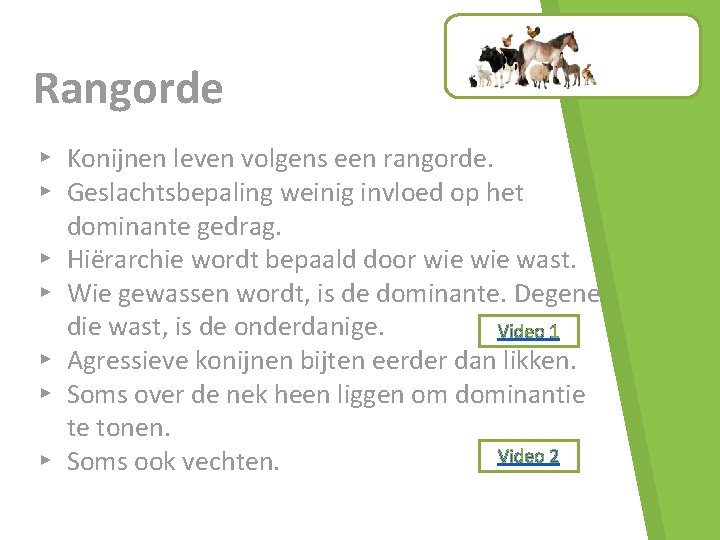 Rangorde ▸ Konijnen leven volgens een rangorde. ▸ Geslachtsbepaling weinig invloed op het dominante