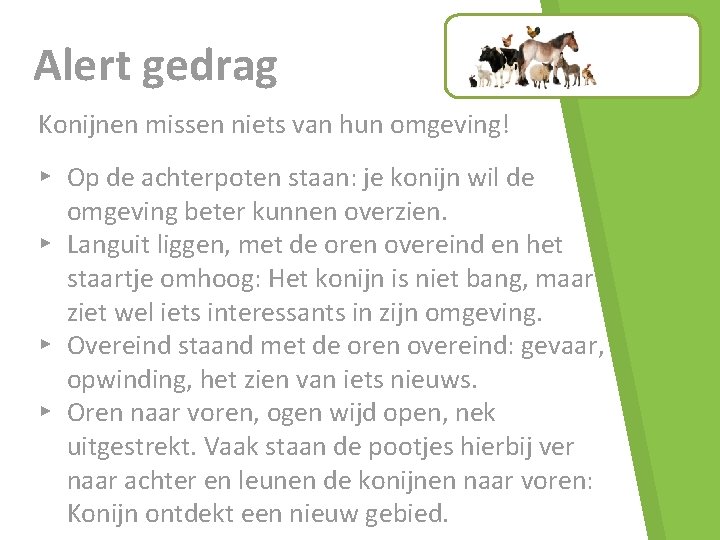 Alert gedrag Konijnen missen niets van hun omgeving! ▸ Op de achterpoten staan: je