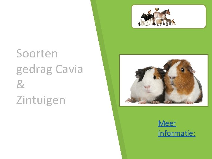 Soorten gedrag Cavia & Zintuigen Meer informatie: 