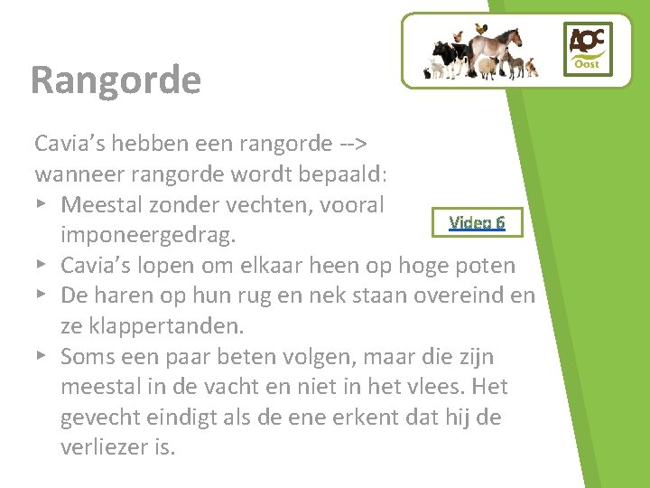 Rangorde Cavia’s hebben een rangorde --> wanneer rangorde wordt bepaald: ▸ Meestal zonder vechten,