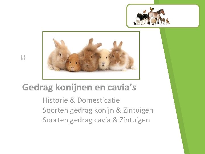 “ Gedrag konijnen en cavia’s Historie & Domesticatie Soorten gedrag konijn & Zintuigen Soorten