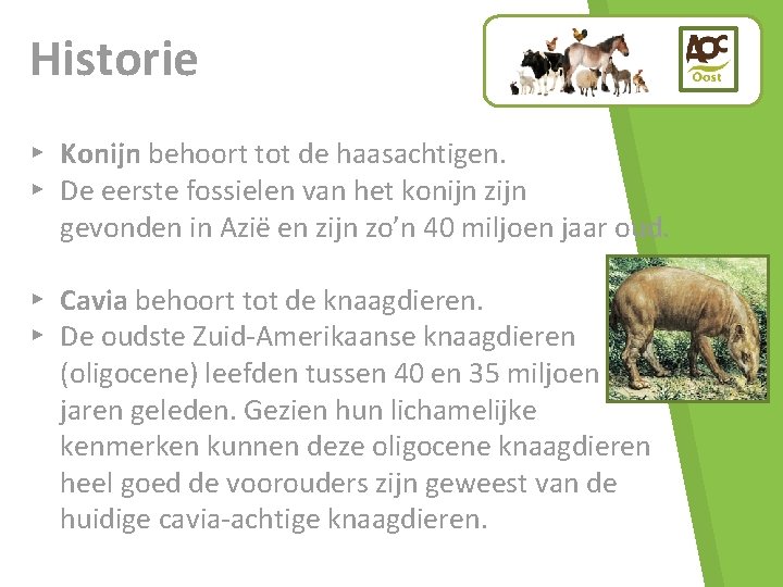 Historie ▸ Konijn behoort tot de haasachtigen. ▸ De eerste fossielen van het konijn