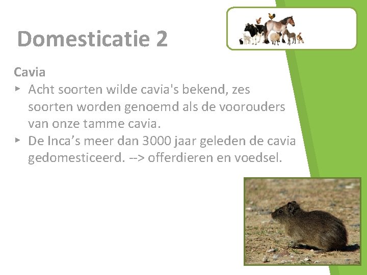 Domesticatie 2 Cavia ▸ Acht soorten wilde cavia's bekend, zes soorten worden genoemd als