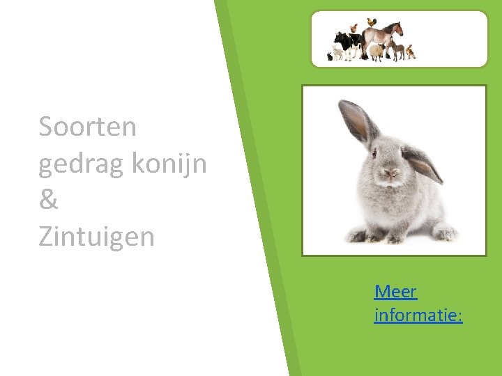 Soorten gedrag konijn & Zintuigen Meer informatie: 