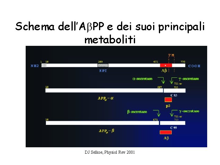 Schema dell’Ab. PP e dei suoi principali metaboliti DJ Selkoe, Physiol Rev 2001 