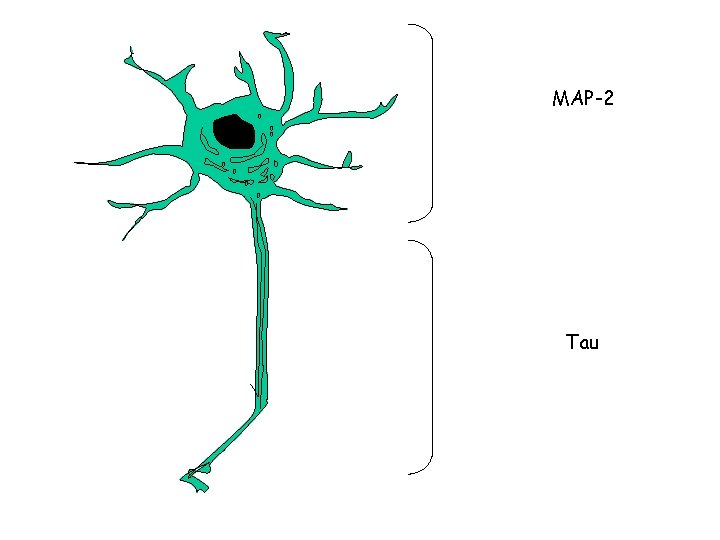 MAP-2 Tau 