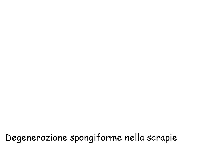 Degenerazione spongiforme nella scrapie 