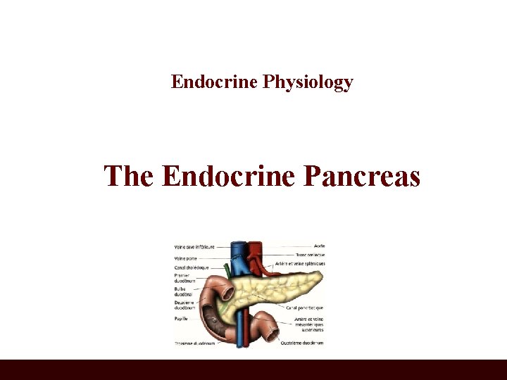 Endocrine Physiology The Endocrine Pancreas 