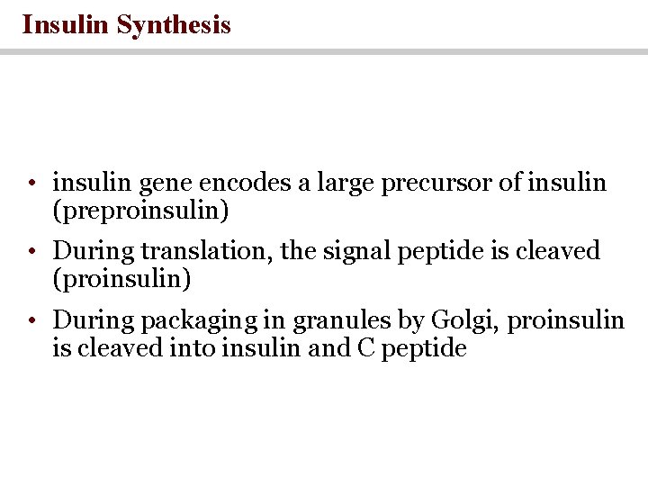 Insulin Synthesis • insulin gene encodes a large precursor of insulin (preproinsulin) • During