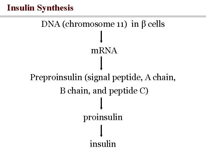 Insulin Synthesis DNA (chromosome 11) in β cells m. RNA Preproinsulin (signal peptide, A