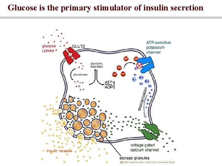 Glucose is the primary stimulator of insulin secretion 